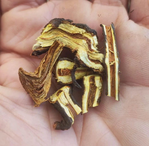 Japanese knotweed root tea, Huzhang, organic farm-grown, Fallopia japonica