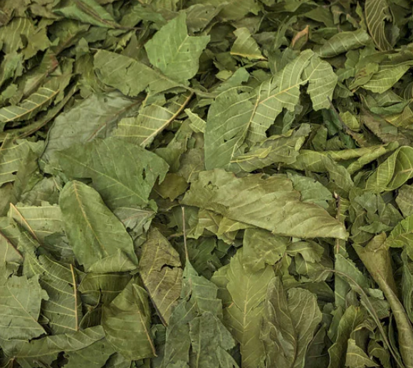 Walnut leaf tea has serious medicinal properties!   treat skin problems & eczema