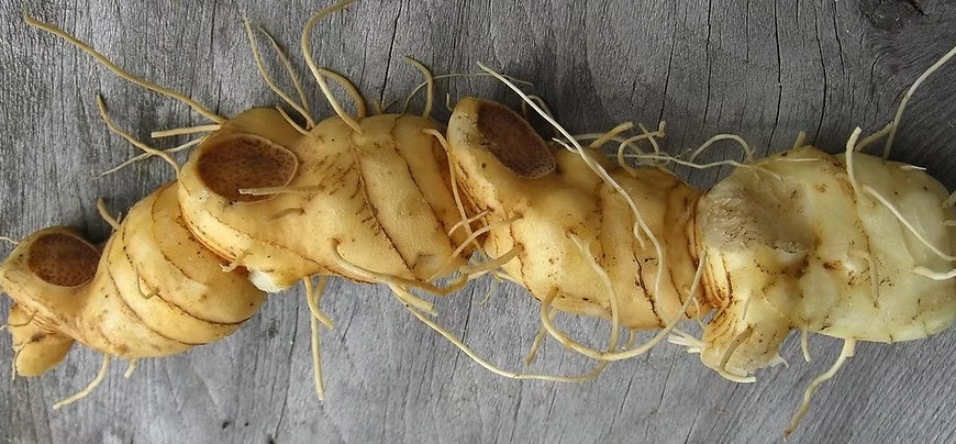 3 fresh Solomon's Seal roots, planting or tea, tinctures or salves.