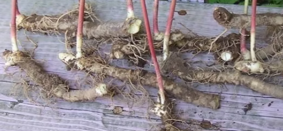 3 fresh Solomon's Seal roots, planting or tea, tinctures or salves.