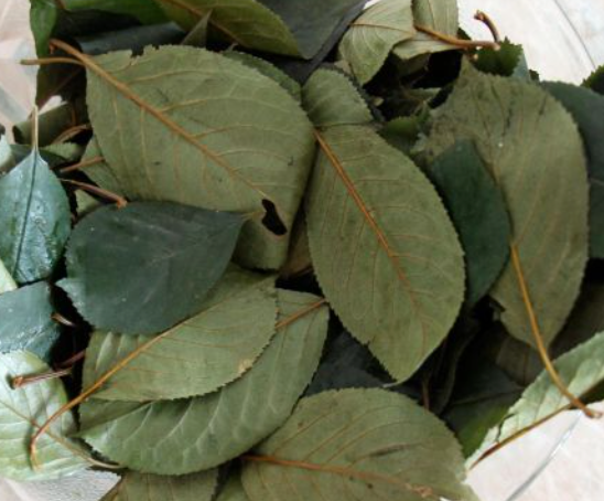 Cherry leaf tea prevention of prostatitis and adenoma, gout and arthritis, increase libido