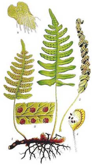 Polypodium Vulgare tea getting rid of parasitic worms, tapeworms, stimulates bile, gentle laxative