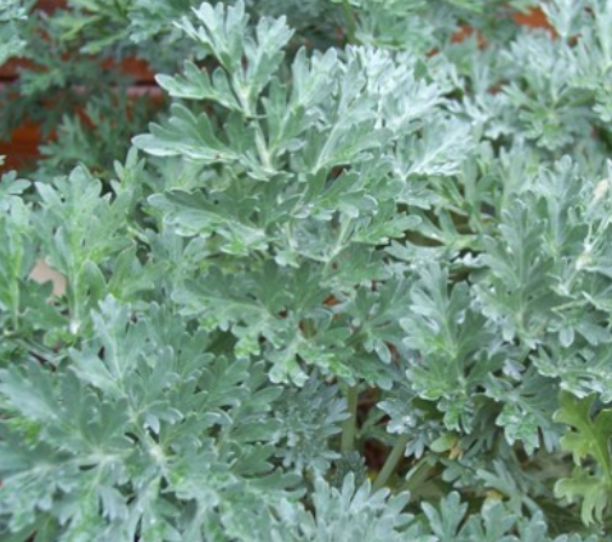 Bitter Wormwood (Artemisia absinthium) organic farm grown.
